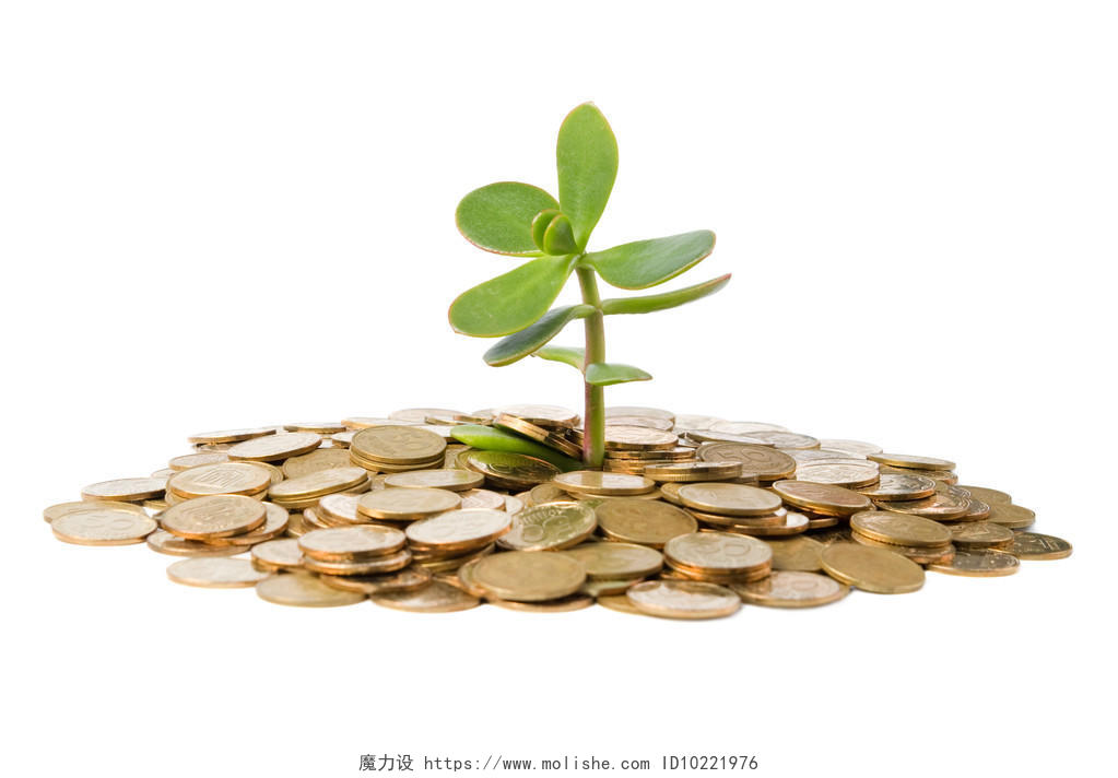 金钱树 （燕子掌） 种植从一堆硬币白色背景上孤立硬币保险财富成长金融阳光商务